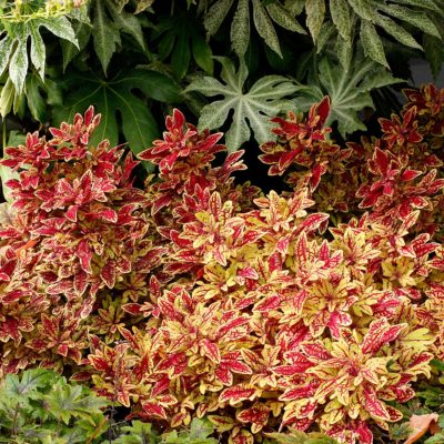 Coleus TERRA NOVA® 'Marrakesh'