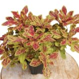 Coleus TERRA NOVA® 'Marrakesh'