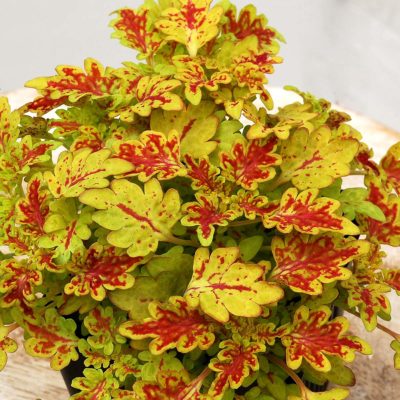 Coleus TERRA NOVA® 'Persia'