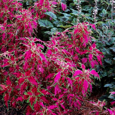 Coleus TERRA NOVA® 'Pink Poodle'