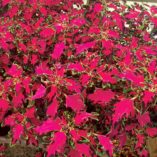 Coleus TERRA NOVA® 'Pink Poodle'