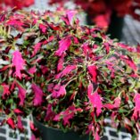 Coleus TERRA NOVA® 'Pink Poodle'