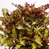 Coleus TERRA NOVA® 'Quetzal'