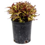 Coleus TERRA NOVA® 'Quetzal'