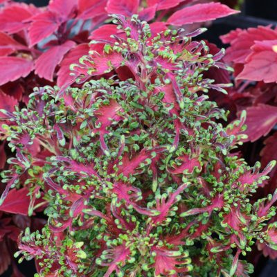 Coleus TERRA NOVA® 'Scarlet Ibis'