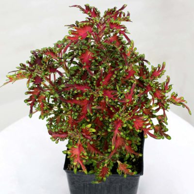 Coleus TERRA NOVA® 'Scarlet Ibis'