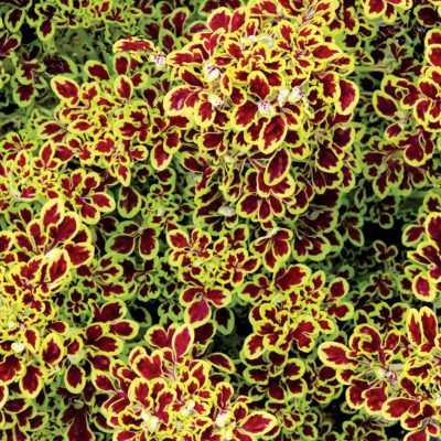 Coleus TIDBITS™ 'Tammy'