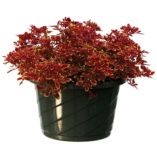 Coleus TIDBITS™ 'Timmy'