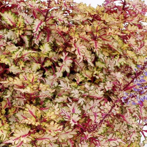 Coleus WILDFIRE™ 'Flash'