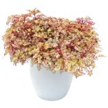 Coleus WILDFIRE™ 'Flash'