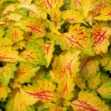 Coleus WILDFIRE™ 'Flicker'