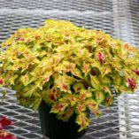 Coleus WILDFIRE™ 'Flicker'