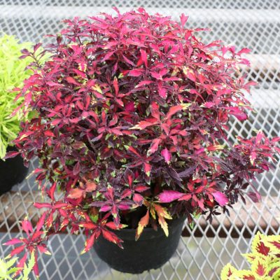 Coleus WILDFIRE™ 'Ignition'