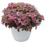 Coleus WILDFIRE™ 'Smoky Rose'