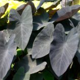 Colocasia 'Black Magic'