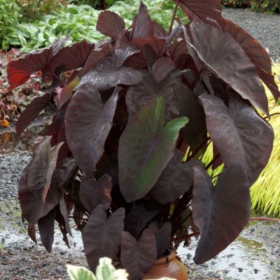 Colocasia 'Black Magic'