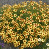 Coreopsis 'Autumn Blush'