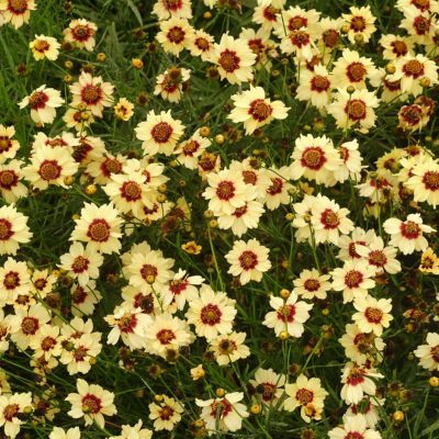 Coreopsis 'Autumn Blush'