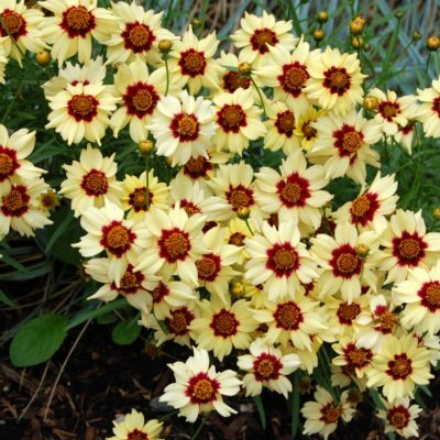 Coreopsis 'Autumn Blush'