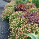 Coreopsis 'Autumn Blush'