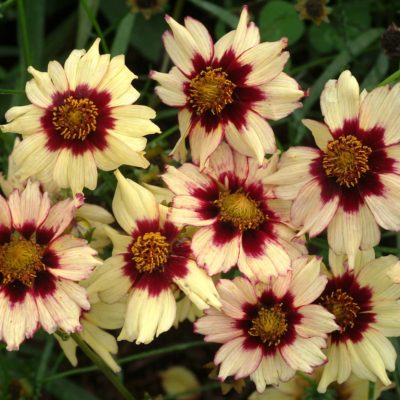 Coreopsis 'Autumn Blush'