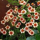 Coreopsis 'Autumn Blush'