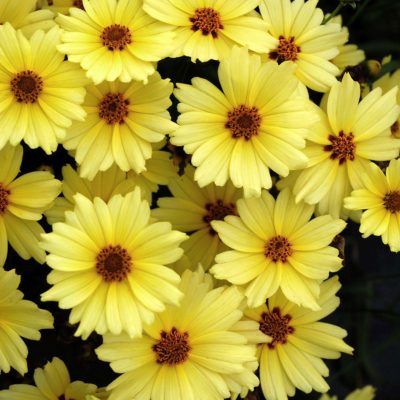 Coreopsis 'Buttercream'