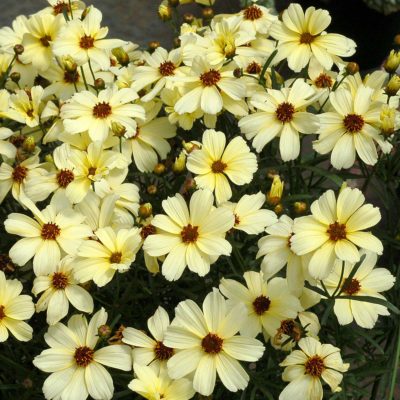 Coreopsis 'Buttermilk'