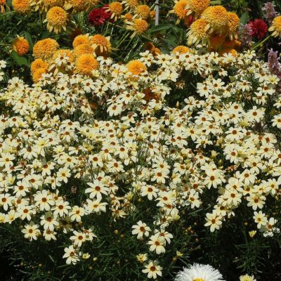 Coreopsis 'Buttermilk'