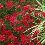 Coreopsis 'Center Stage'