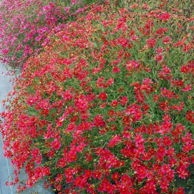 Coreopsis 'Center Stage'