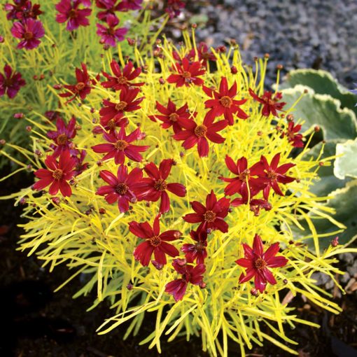 Coreopsis 'Cherry Lemonade'