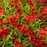 Coreopsis 'Cherry Lemonade'