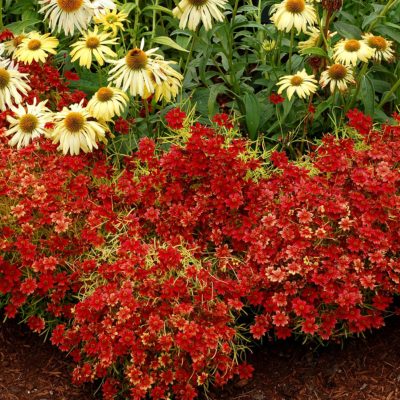 Coreopsis 'Cherry Lemonade'