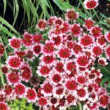 Coreopsis 'Fruit Punch'