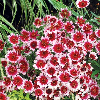 Coreopsis 'Fruit Punch'