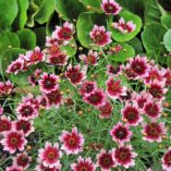 Coreopsis 'Fruit Punch'