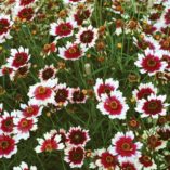 Coreopsis 'Fruit Punch'