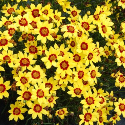 Coreopsis 'Gold Nugget'