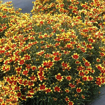 Coreopsis HONEYBUNCH™ 'Red & Gold'