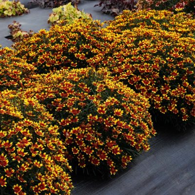 Coreopsis HONEYBUNCH™ 'Red & Gold'