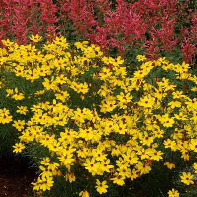 Coreopsis 'Imperial Sun'