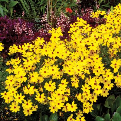 Coreopsis 'Imperial Sun'