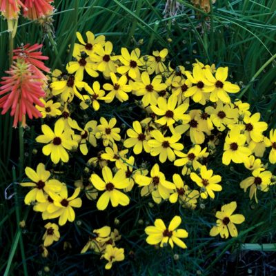 Coreopsis 'Imperial Sun'