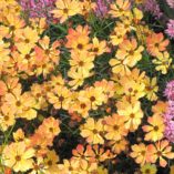 Coreopsis 'Lemon Punch'