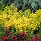 Coreopsis 'Lightning Flash'