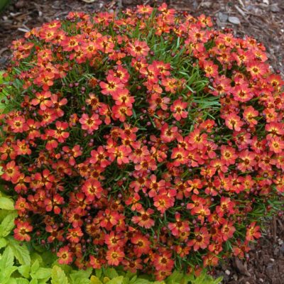 Coreopsis 'Little Penny'