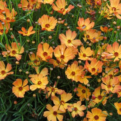 Coreopsis 'Mango Punch'