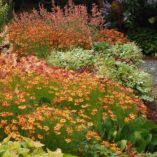 Coreopsis 'Mango Punch'