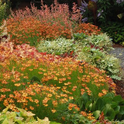 Coreopsis 'Mango Punch'